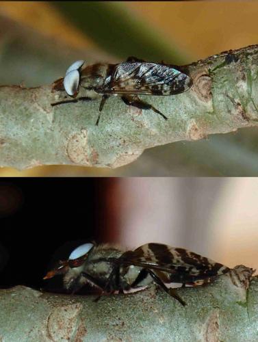 Réf. 210 703 : Haematopota sp.